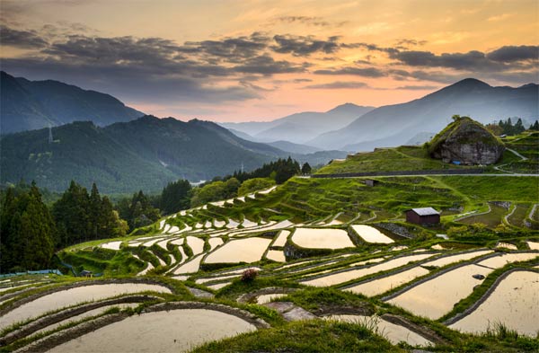 Rýžová pole v Japonsku 