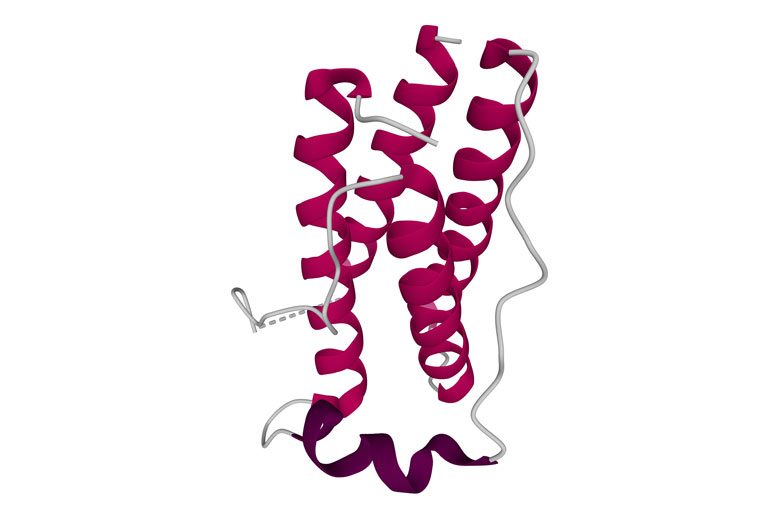 Struktura molekuly leptinu